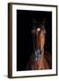 Horse-Fabio Petroni-Framed Photographic Print