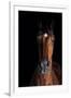 Horse-Fabio Petroni-Framed Photographic Print