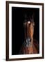 Horse-Fabio Petroni-Framed Photographic Print