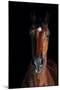 Horse-Fabio Petroni-Mounted Photographic Print