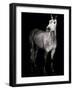 Horse-Fabio Petroni-Framed Photographic Print