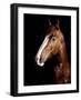 Horse-Fabio Petroni-Framed Photographic Print