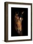 Horse-Fabio Petroni-Framed Photographic Print