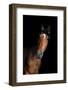 Horse-Fabio Petroni-Framed Photographic Print