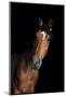 Horse-Fabio Petroni-Mounted Photographic Print