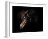 Horse-Fabio Petroni-Framed Photographic Print