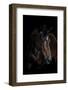 Horse-Fabio Petroni-Framed Photographic Print