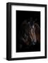 Horse-Fabio Petroni-Framed Photographic Print