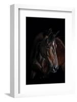 Horse-Fabio Petroni-Framed Photographic Print