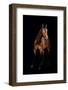 Horse-Fabio Petroni-Framed Photographic Print