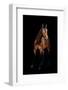 Horse-Fabio Petroni-Framed Photographic Print