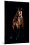 Horse-Fabio Petroni-Mounted Photographic Print