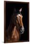 Horse-Fabio Petroni-Framed Photographic Print