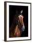 Horse-Fabio Petroni-Framed Photographic Print