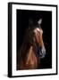 Horse-Fabio Petroni-Framed Photographic Print