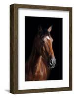 Horse-Fabio Petroni-Framed Photographic Print