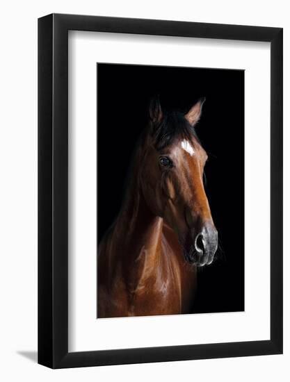 Horse-Fabio Petroni-Framed Photographic Print