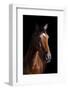 Horse-Fabio Petroni-Framed Photographic Print