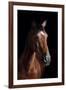 Horse-Fabio Petroni-Framed Photographic Print