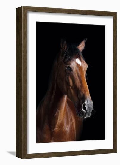 Horse-Fabio Petroni-Framed Photographic Print