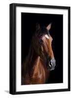 Horse-Fabio Petroni-Framed Photographic Print