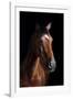 Horse-Fabio Petroni-Framed Photographic Print