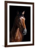 Horse-Fabio Petroni-Framed Photographic Print