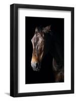 Horse-Fabio Petroni-Framed Photographic Print