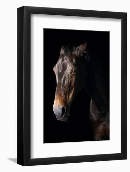 Horse-Fabio Petroni-Framed Photographic Print