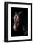 Horse-Fabio Petroni-Framed Photographic Print