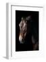 Horse-Fabio Petroni-Framed Photographic Print