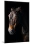 Horse-Fabio Petroni-Mounted Photographic Print