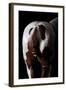 Horse-Fabio Petroni-Framed Photographic Print