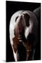 Horse-Fabio Petroni-Mounted Photographic Print