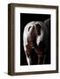 Horse-Fabio Petroni-Framed Photographic Print