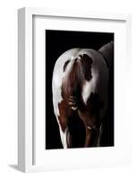 Horse-Fabio Petroni-Framed Photographic Print