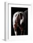 Horse-Fabio Petroni-Framed Photographic Print