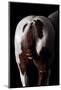 Horse-Fabio Petroni-Mounted Photographic Print