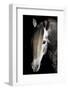 Horse-Fabio Petroni-Framed Photographic Print