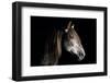 Horse-Fabio Petroni-Framed Photographic Print