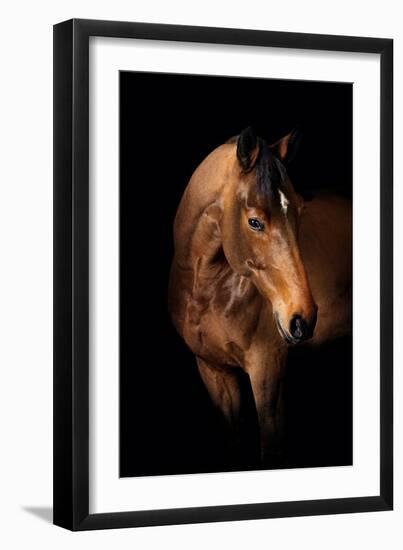 Horse-Fabio Petroni-Framed Photographic Print