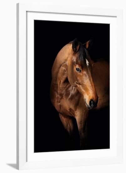 Horse-Fabio Petroni-Framed Photographic Print