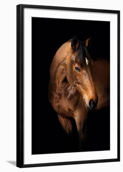 Horse-Fabio Petroni-Framed Photographic Print