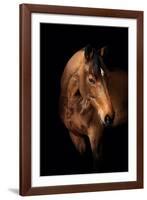 Horse-Fabio Petroni-Framed Photographic Print