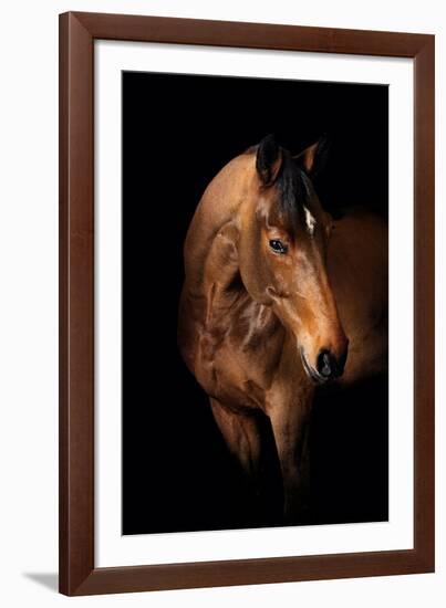 Horse-Fabio Petroni-Framed Photographic Print