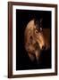 Horse-Fabio Petroni-Framed Photographic Print