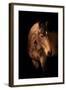 Horse-Fabio Petroni-Framed Photographic Print