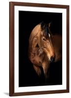 Horse-Fabio Petroni-Framed Photographic Print