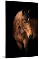 Horse-Fabio Petroni-Mounted Photographic Print