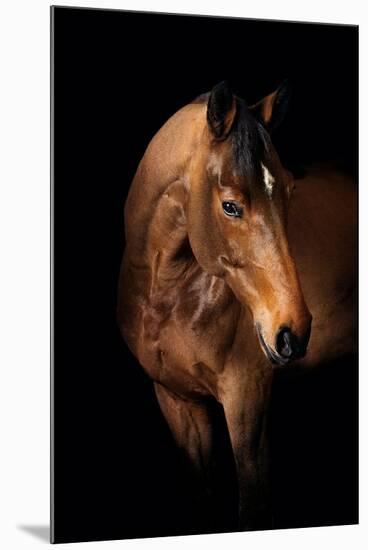 Horse-Fabio Petroni-Mounted Photographic Print